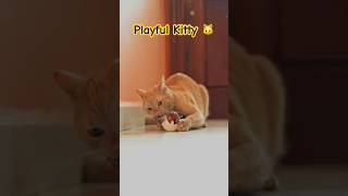 Mochi Enjoys His New Toy!