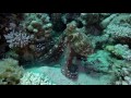 GoPro \ Egypt \ Octopus \ Red Sea  \ diving in Dahab \ Красное море \ Египет \ Дайвинг в Дахабе