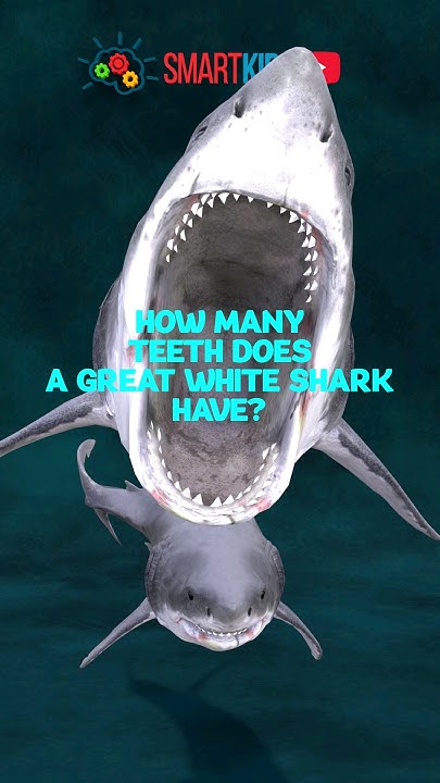 🦈 How many teeth does a great white shark have? - YouTube