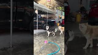 Playful Dogs Enjoy New Showering Toy