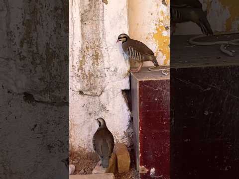 MashaAllah Beautiful Chakoors Pair Chakoor Chakor Chakorbird 