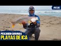 #Vlog - Pescando Corvinas en las Playas de Ica
