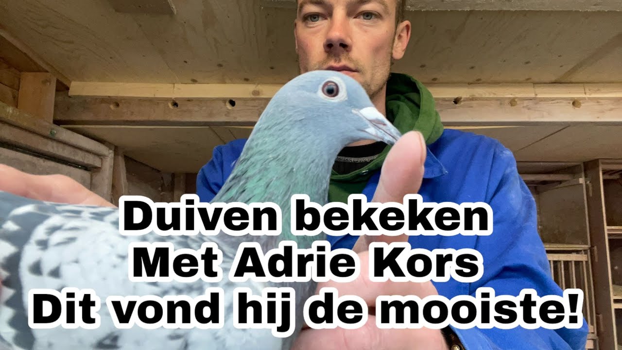Duiven bekeken met Adrie Kors | Duiven in bad Kweekseizoen 2024 | Postduiven |
