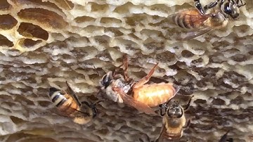 Virgin Queen Introduction