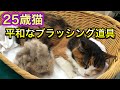 【２５歳猫のブラッシング道具】ベタベタ、もつれ、フケがある場合。動物病院で実際に使っているものをご紹介