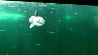 Im Nordsøen Oceanarium im Hirtshals, DK