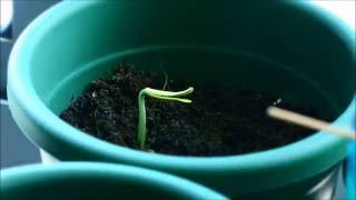 Time Lapse - Flame Tree Seed