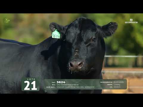 LOTE 21   TAT 3624 M Angus