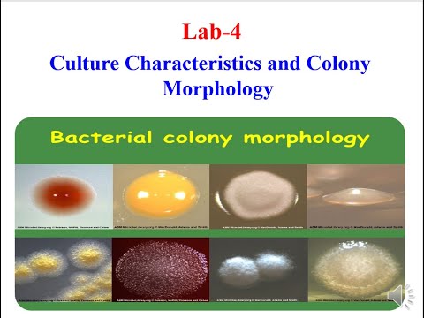 lab  4 2020 (Cultural characteristics and colonial morphology)