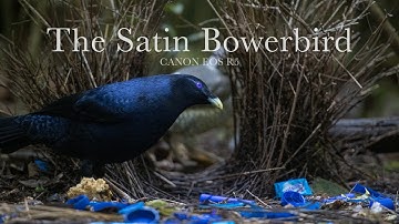Satin Bowerbird Courtship - Canon EOS R5