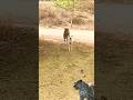 Leopards stalk wild dog