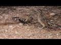 Greater Roadrunner feeding her baby