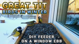 Feeding Great Tit Birds in Winter, Russia