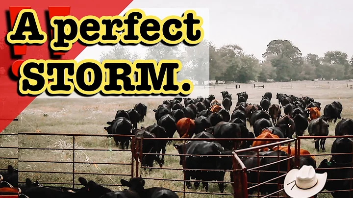 "RECORD HIGH CATTLE PRICES AHEAD?" Beef Cattle Mar...