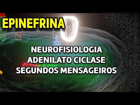 Vídeo: Como a adenilato ciclase é desativada?