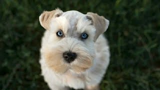 BEAUTIFUL Schnauzer Puppy "Jax" in Training!
