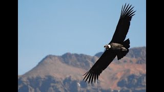 Несложная мелодия под гитару. Полет кондора.  El Condor Pasa. Песня.Супер