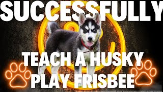 how to teach a #husky to play frisbee