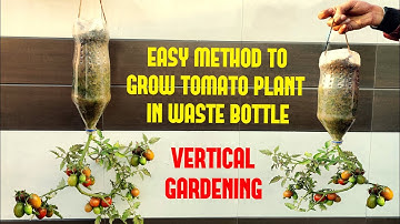 Easy Way To Grow Tomato Plant in Plastic Hanging Bottle| Vertical Gardening
