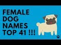 Top Dog Names 2019 - YouTube