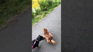 Walking dogs along Tempe tow path in Belfast. by hughmcmanus 182 views 10 months ago 4 minutes, 9 seconds
