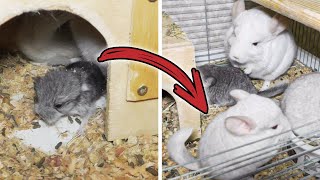 How Baby Chinchillas Grow From Birth to One Month