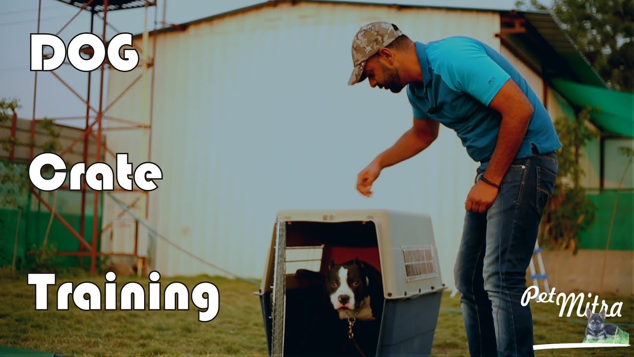 dog care courses How to Crate Train a Dog