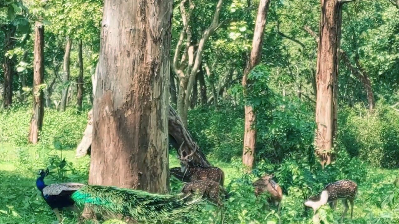 Kerala to Mysore - Sultan Bathery Outskirts - Scotland of India - The Nilgiris