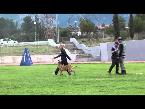 Veranis k9 center