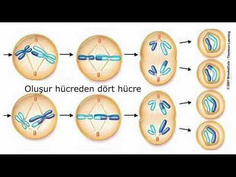 mitoz ve mayoz şarkısı