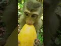 Feed🙈Our Adorable Monkey Lily Away from Busy Roads &amp; Temples for Everyone’s Safety💖