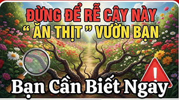 Đừng Để Rễ Cây “ Ăn Thịt “ Vườn Bạn | Dấu Hiệu Bạn Cần Biết Ngay 