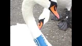 Canon Ixus 125 HS slow motion swan attacks swan