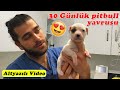 30 GÜNLÜK! 😍 Yavru Pitbull’un Güzelliği İçinizi Isıtacak! 🥰 #inanoğlu