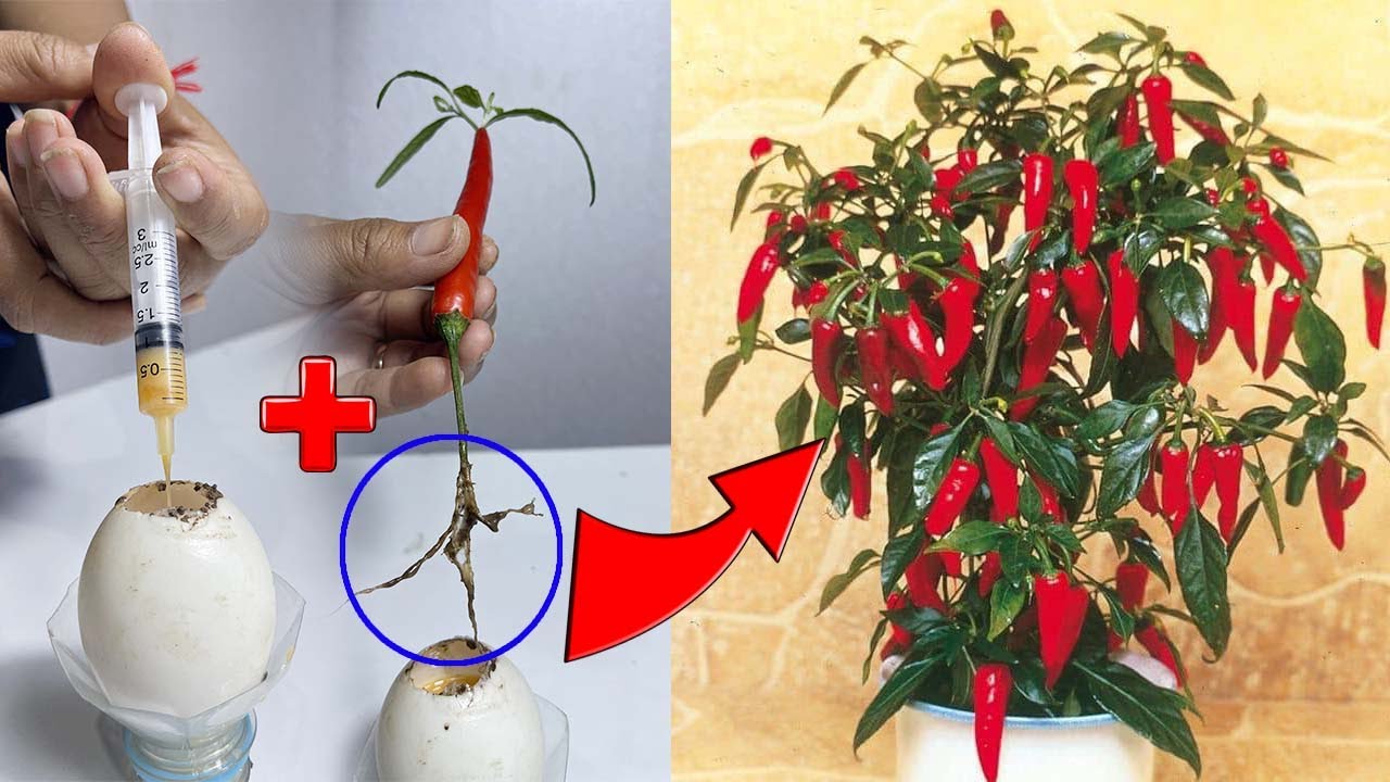 Tips for growing bell peppers at home, easy for beginners | Easy pepper growing techniques at home