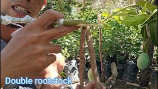 4 BASIC GRAFTING TECHNIQUES. TAGALOG TUTORIAL TIPS . Gha Agri Tv