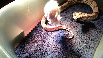 Ball Python and Red Tailed Boa feeding Taylor & Saida