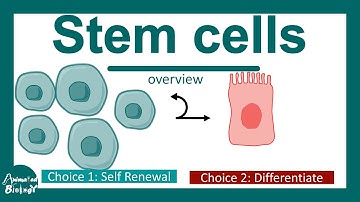 Stem cell overview | What are stem cells? | How fate specification of stem cells take place?