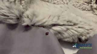 The bug man mistakes a carpet beetle for a bed bug.