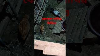 কোয়েল পাখি শর্ট ভিডিও#trending #viralvideo #popular #pigeonwings #birds #koyal #bollywood #music