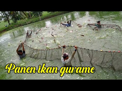 Panen Ikan gurame