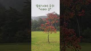 가을비 내리는 아리야숲 ㅣ2025.10.6.(월) #아리야숲 #자연명상 #오대산자연명상마을 #힐링스테이옴뷔 #물소리 #가을 #강원도평창 #정념의숲