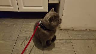 Beautiful British Shorthair Cat in a strange kitchen by Mochi The Boy 238 views 4 months ago 1 minute, 14 seconds