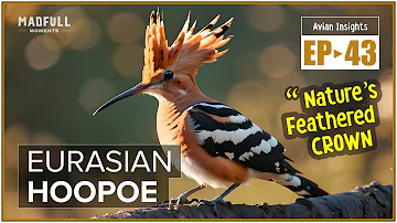 Eurasian Hoopoe → Nature's Feathered Crown ● #facts @MadfullMoments ◌ EP►43