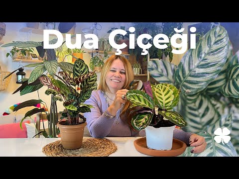 Dua Çiçeği (Maranta) Bakımı Nasıl Yapılır? | Yaprakları Neden Kurur? 🌱👩‍🌾