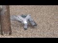 ハトの喧嘩を見つめる犬と猫 Dog and cat look pigeon fighting
