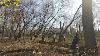 23 апреля 2020 - начали пилить деревья в городском парке в рамках второго этапа реконструкции
