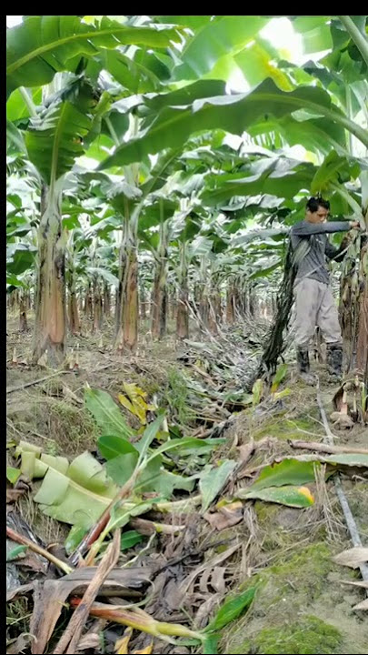 Teknik Budidaya Pisang Menggunakan Tali untuk Mencegah Jatuh 😎 #memuaskan #singkat