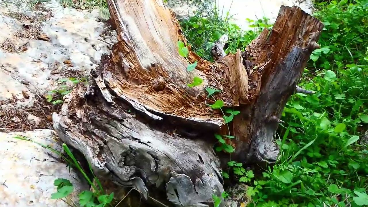 גבעת הברושים