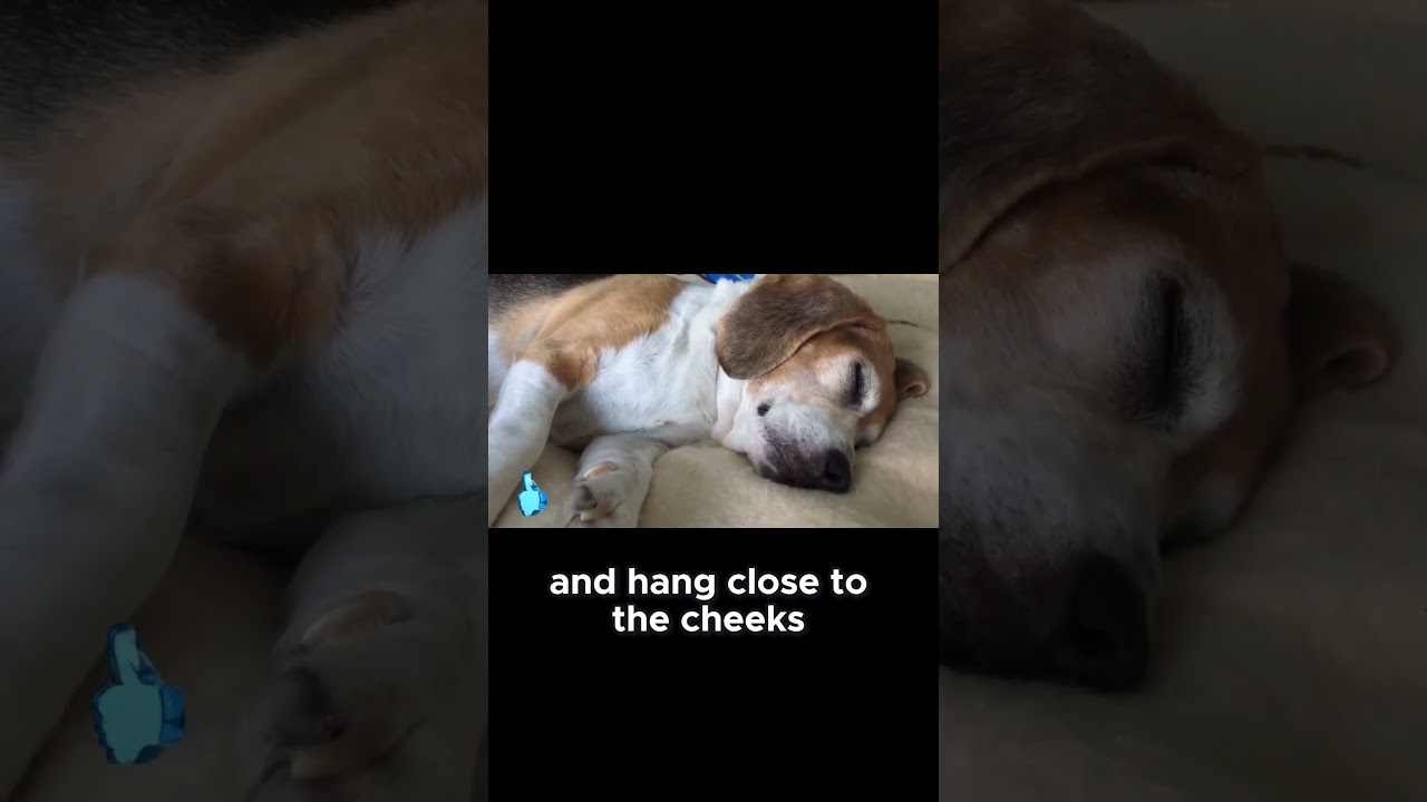 Beagle’s Iconic Features Explained  From Nose to Floppy Ears and Their Secrets 